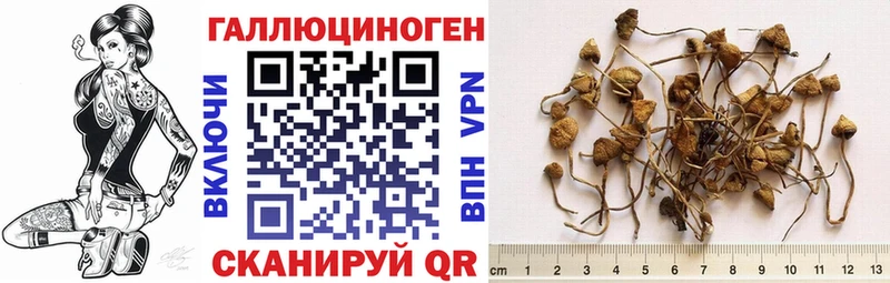Купить  Кубинка  Галлюциногенные грибы Cubensis 